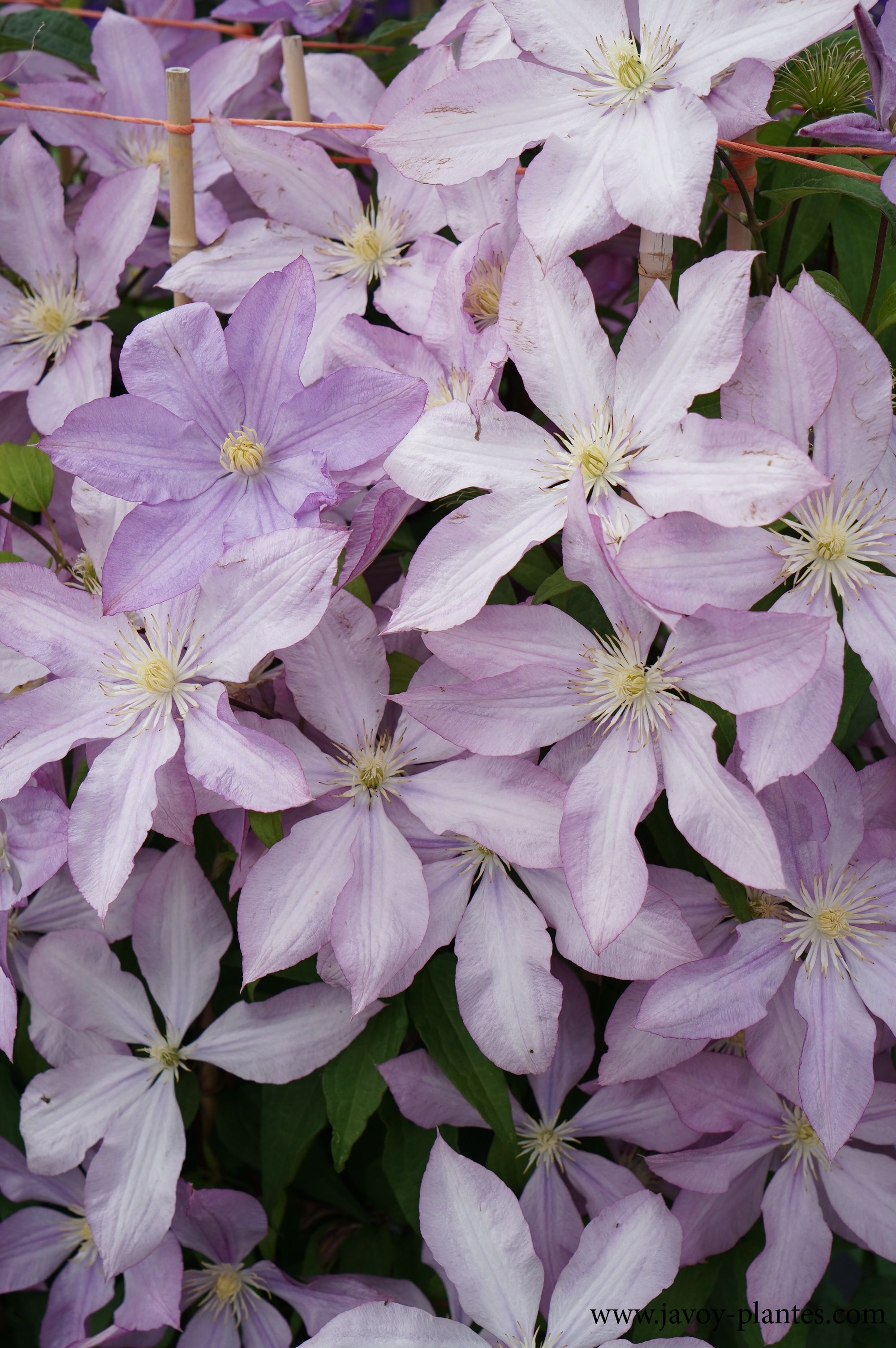 Clematis 'Proteus'